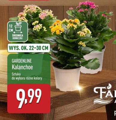 Kalanchoe promocja w Aldi