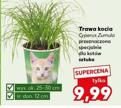 Trawa kocia Cyperus Zumula promocja w Kaufland