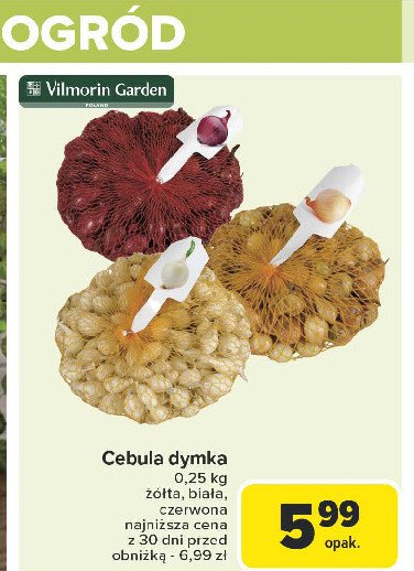 Cebula dymka żółta Vilmorin garden promocja