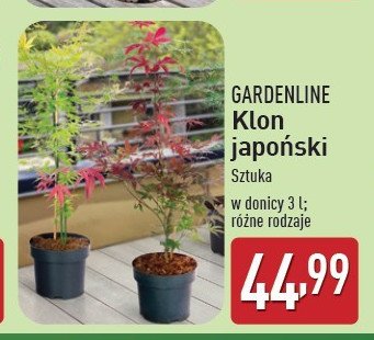 Klon japoński 50-55 cm promocja