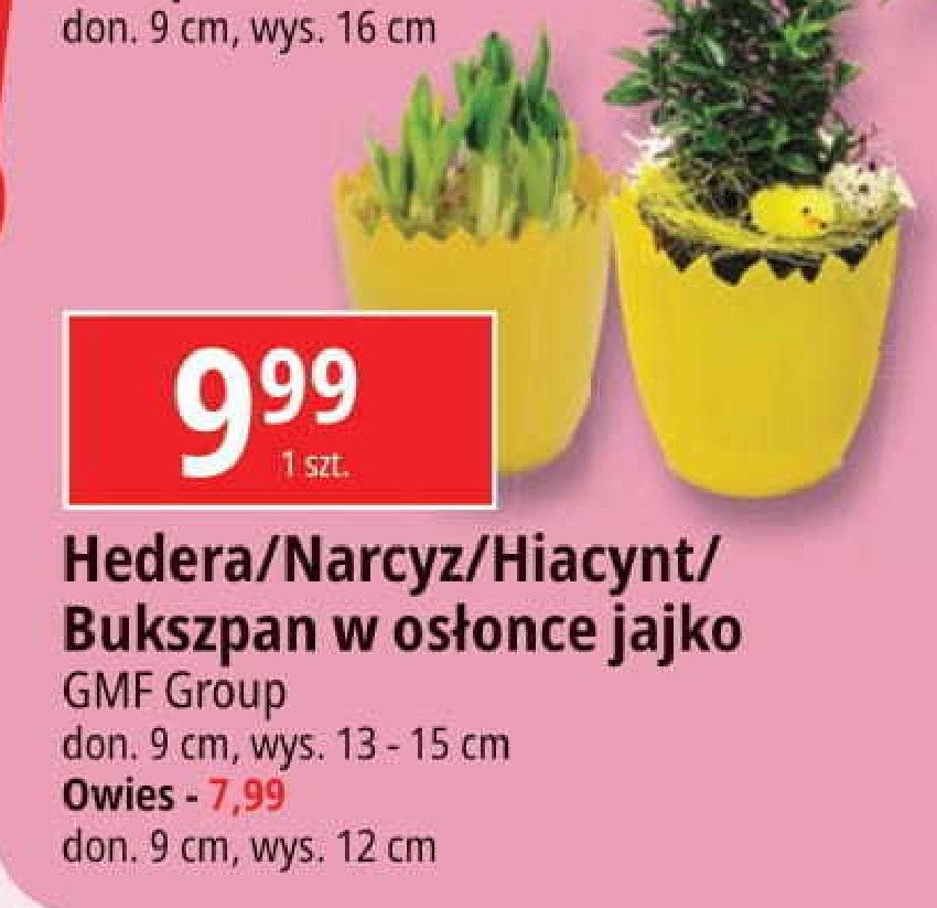 Hiacynt w os艂once jajo 9 cm Gmf group promocja