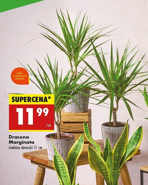 Dracena marginata promocja