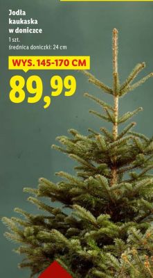 Jodła kaukaska w doniczce promocja w Lidl