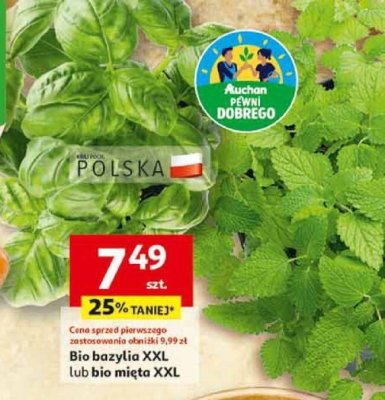 Bio bazylia XXL lub bio mięta XXL promocja w Auchan