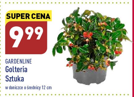 Golteria don. 12 cm GARDEN LINE promocja