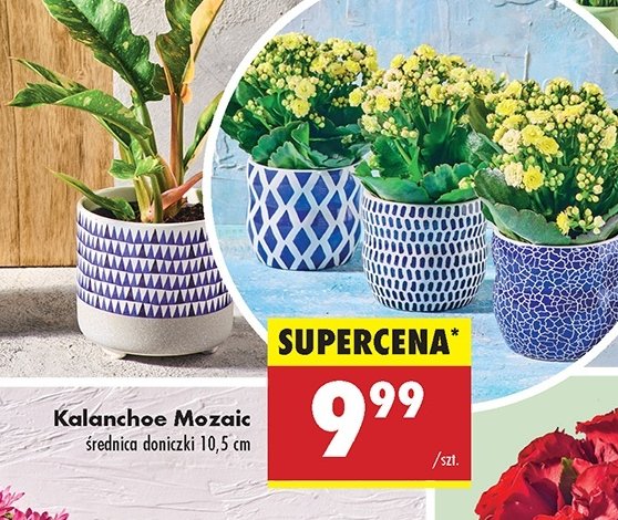 Kalanchoe mozaica 10.5 cm promocja w Biedronka