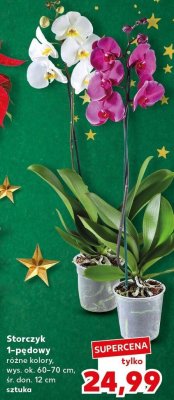 Storczyk 1-pędowy, różne kolory promocja w Kaufland