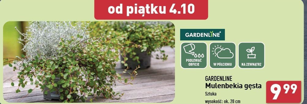 Mulenbekia gęsta GARDEN LINE promocja w Aldi