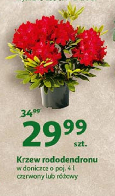 Rododendron wielokwiatowy don. 4 l promocja