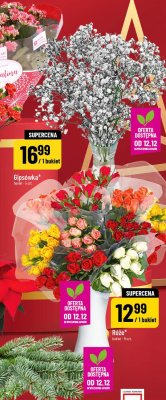 Kalanchoe promocja w POLOmarket