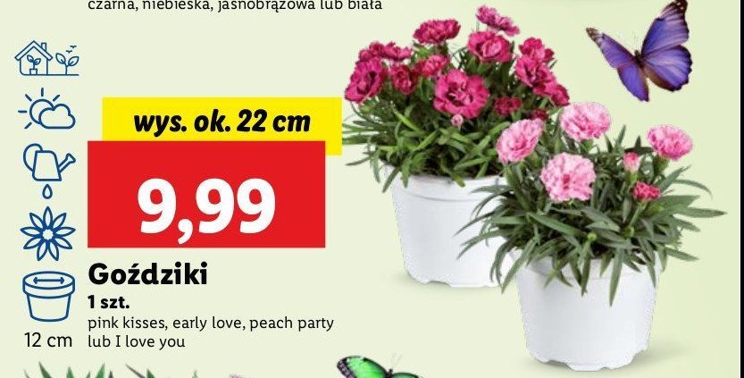 Go藕dzik early love promocja