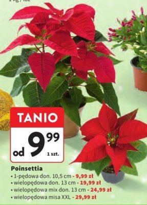 Poinsettia wielopędowa mix don. 13 cm promocja w Intermarche