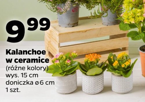 Kalanchoe w ceramicznej doniczce promocja