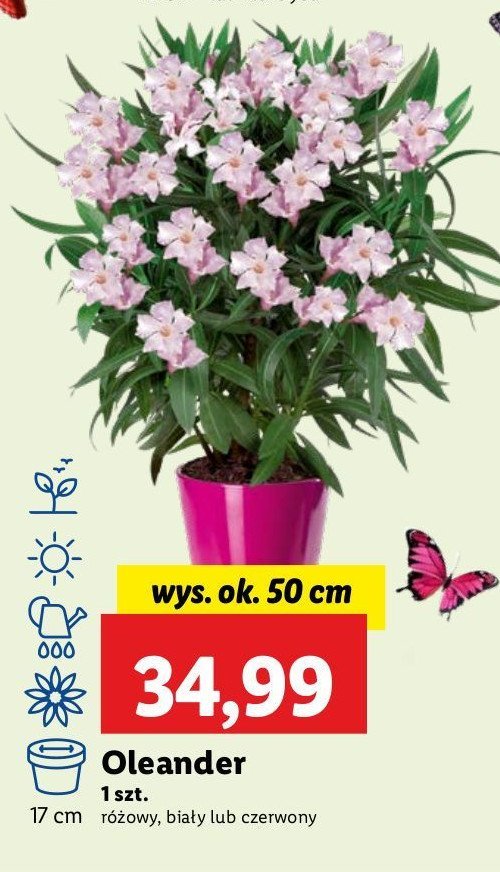 Oleander różowy 50 cm promocja w Lidl