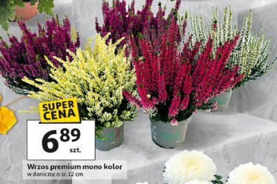 Wrzos premium mono kolor w doniczce o śr. 12 cm promocja w Auchan