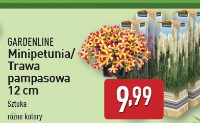 Mini petunia don. 12 cm promocja w Aldi