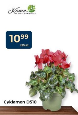Cyklamen D510 promocja w PSB Mrówka