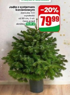 Jodła z systemem korzeniowym doniczka 7,5 l wysokość od 80 cm promocja w Dino