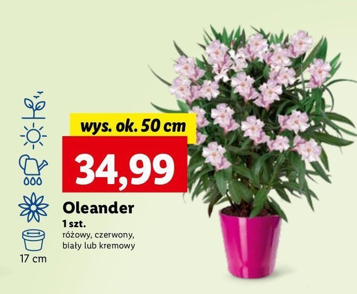 Oleander kremowy 50 cm promocja