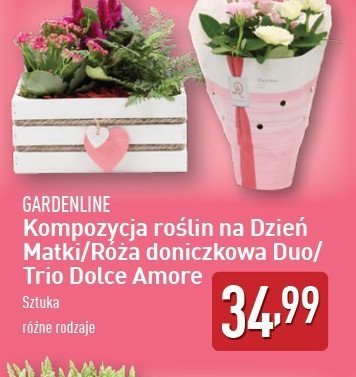 Róża duo GARDEN LINE promocja
