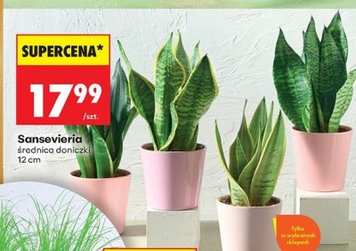 Sansevieria średnica doniczki 12 cm promocja w Biedronka