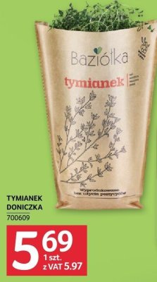 Tymianek doniczka promocja w Selgros