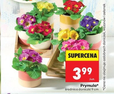 Roślina Prymula w doniczce promocja w Biedronka