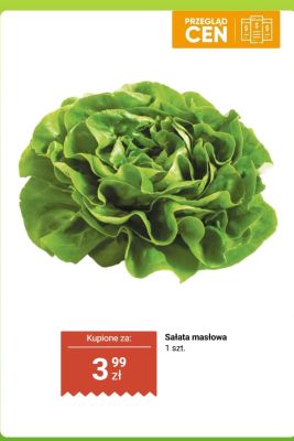 Sałata masłowa Dino promocja w Dino