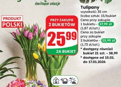 Tulipany wysokość: 35 cm liczba sztuk: 15/bukiet promocja w Dino