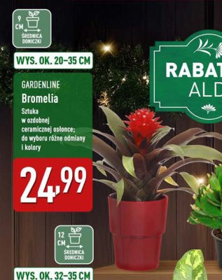 Roślina doniczkowa Bromelia promocja w Aldi