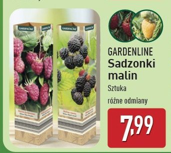 Malina czarna GARDEN LINE promocja w Aldi