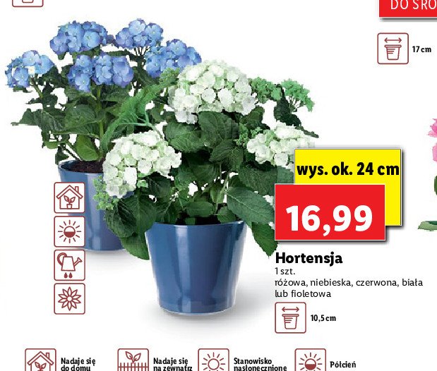 Hortensja ogrodowa fioletowa 艣r. don. 10.5 cm promocja