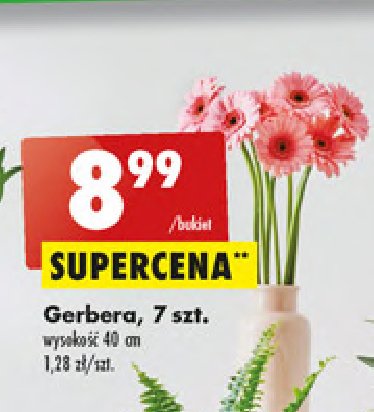 Gerbera d艂. 40 cm promocja