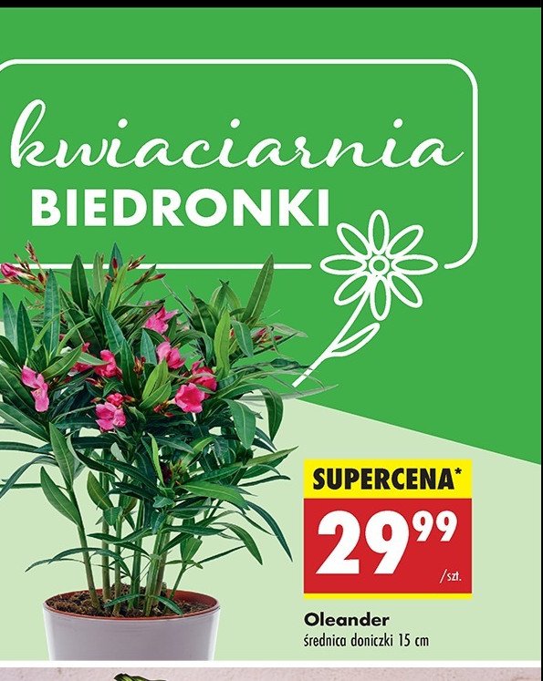 Oleander promocja