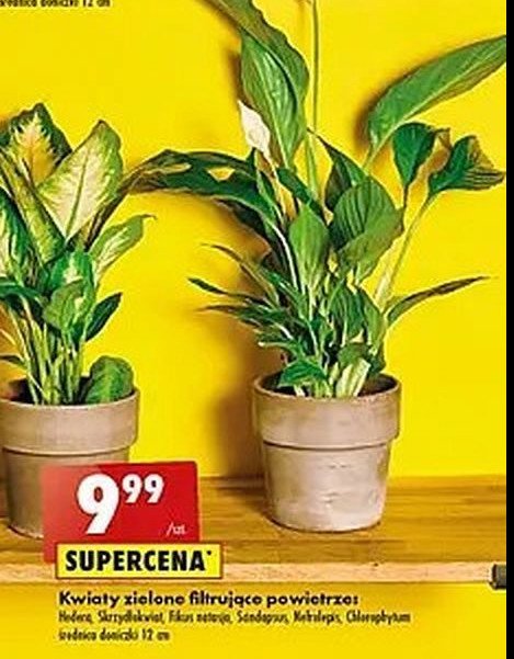 Sagowiec 12 cm promocja