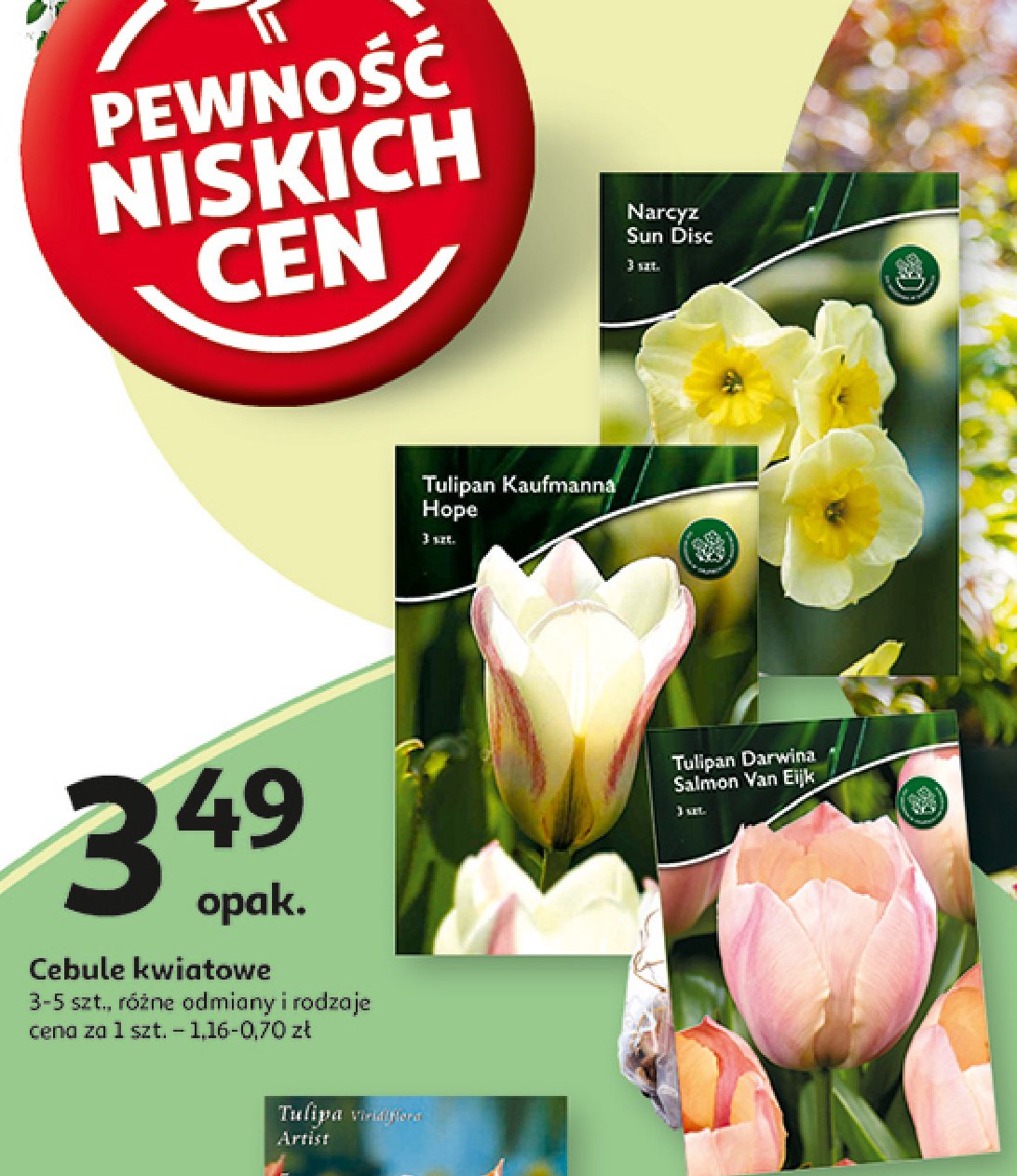 Tulipan kaufmanna hope promocja