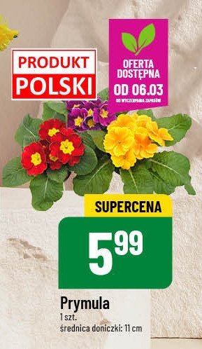 Prymula don. 11 cm promocja