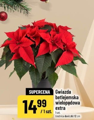 Gwiazda betlejemska wielopędowa extra promocja w POLOmarket