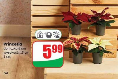 Princetia 6cm  promocja w Dino