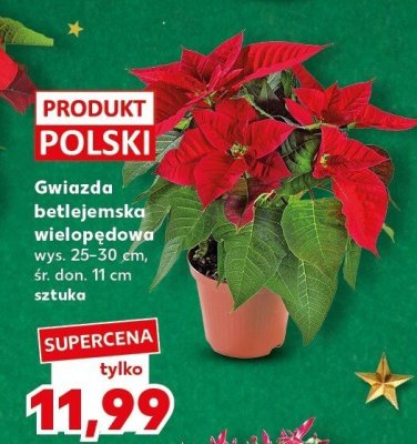 Gwiazda betlejemska wielopędowa promocja w Kaufland