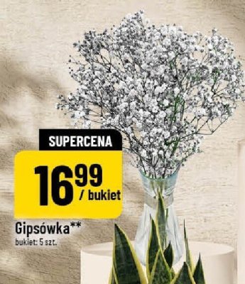 Gipsówka bukiet promocja w POLOmarket