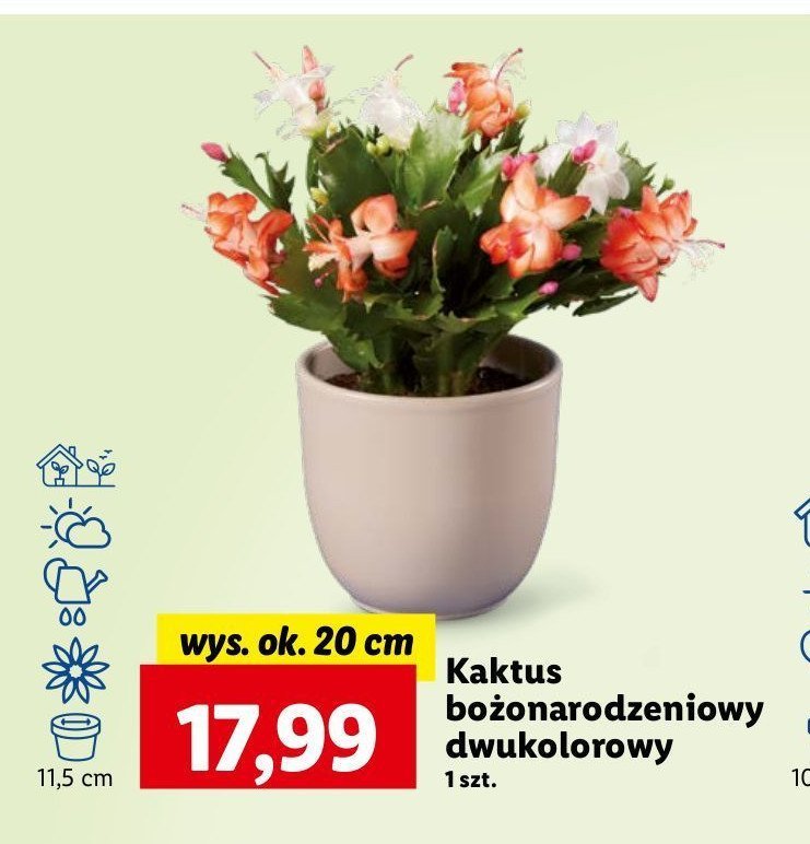 Kaktus bożonarodzeniowy promocja