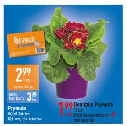 Os艂onka ceramiczna prymulka promocja