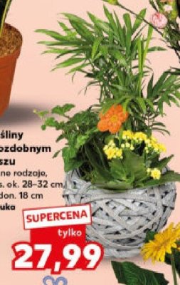 Rośliny w ozdobnym koszu promocja w Kaufland
