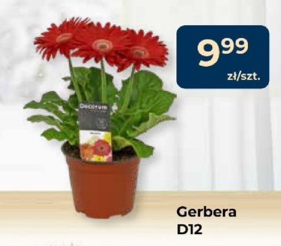 Gerbera D12 promocja w PSB Mrówka