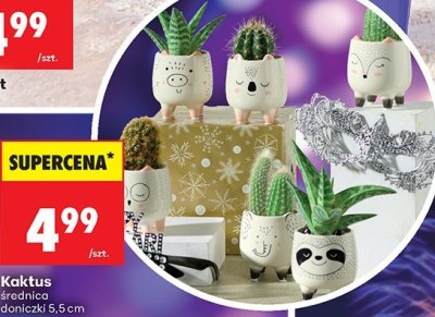 Mini Kaktus promocja w Biedronka