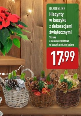 Hiacynty w koszyku z dekoracjami świątecznymi promocja w Aldi