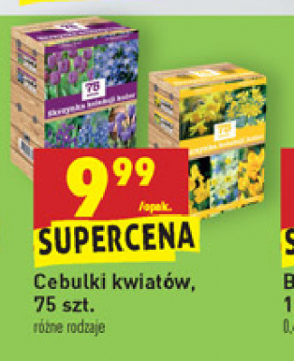 Cebulki kwiatów żółtych promocja
