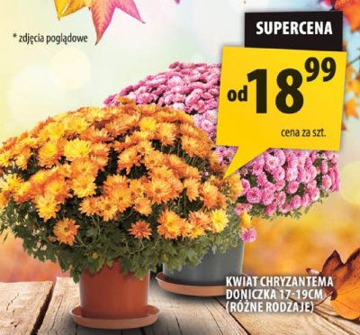 Kwiat chryzantema doniczka Arhelan promocja