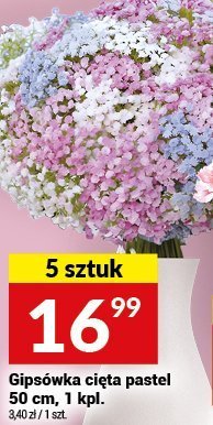 Gipsówka cięta pastel 50 cm, 1 kpl. - 5 sztuk promocja w Twój Market